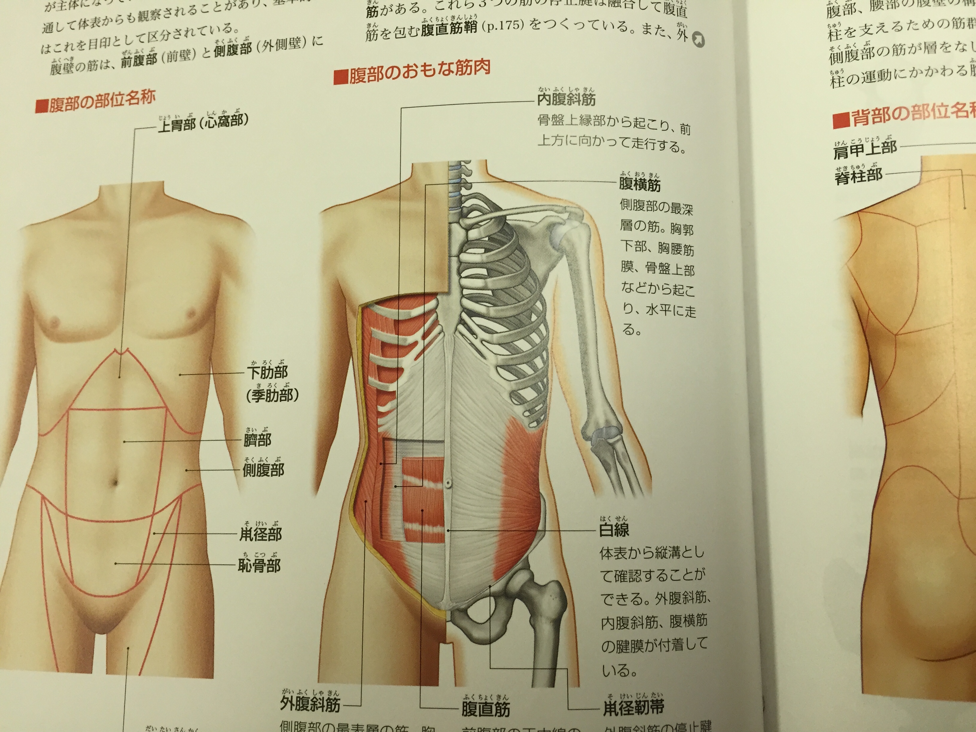 腹部解剖図のパネル