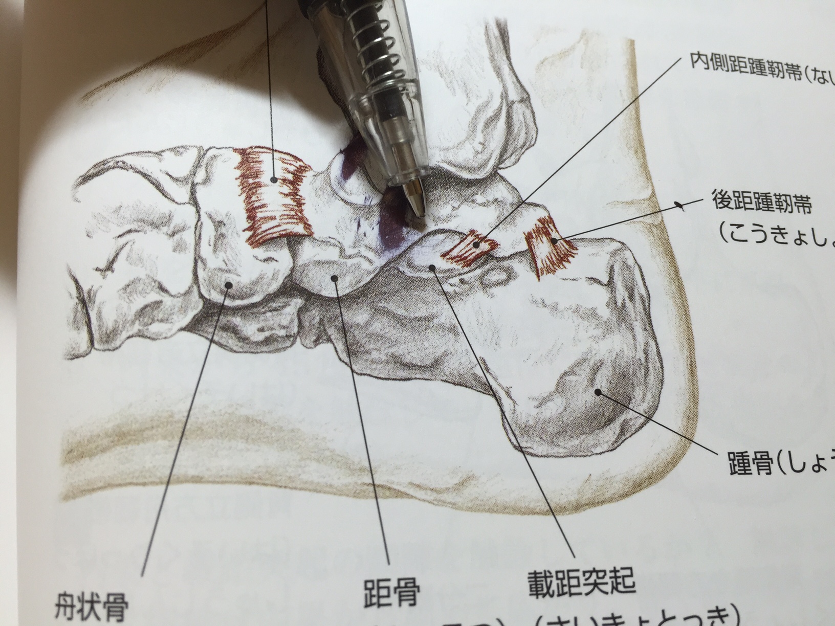 足底の靭帯の数も多い 解剖実習アカデミー