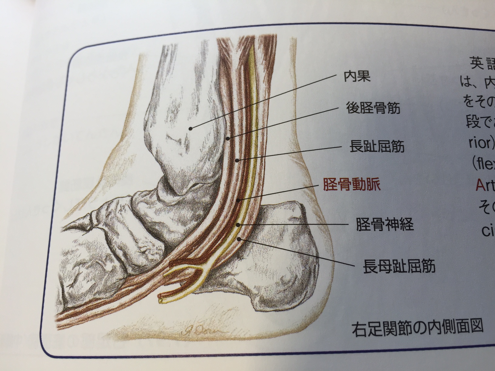 足首の痛み「長趾伸筋腱炎」> 更新情報 まる接骨院