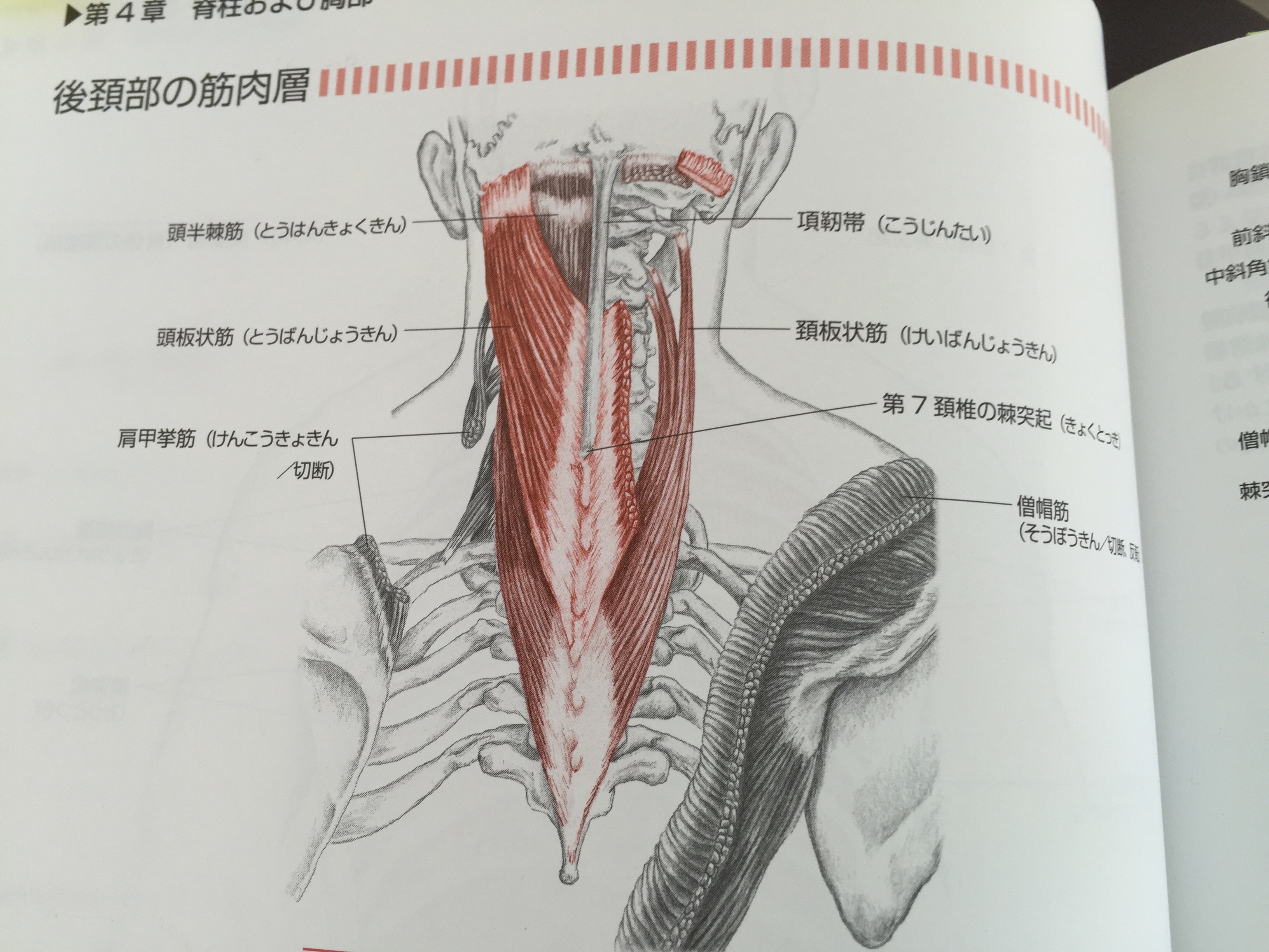 頚部 板状筋からしっかり視ていこう 解剖実習アカデミー