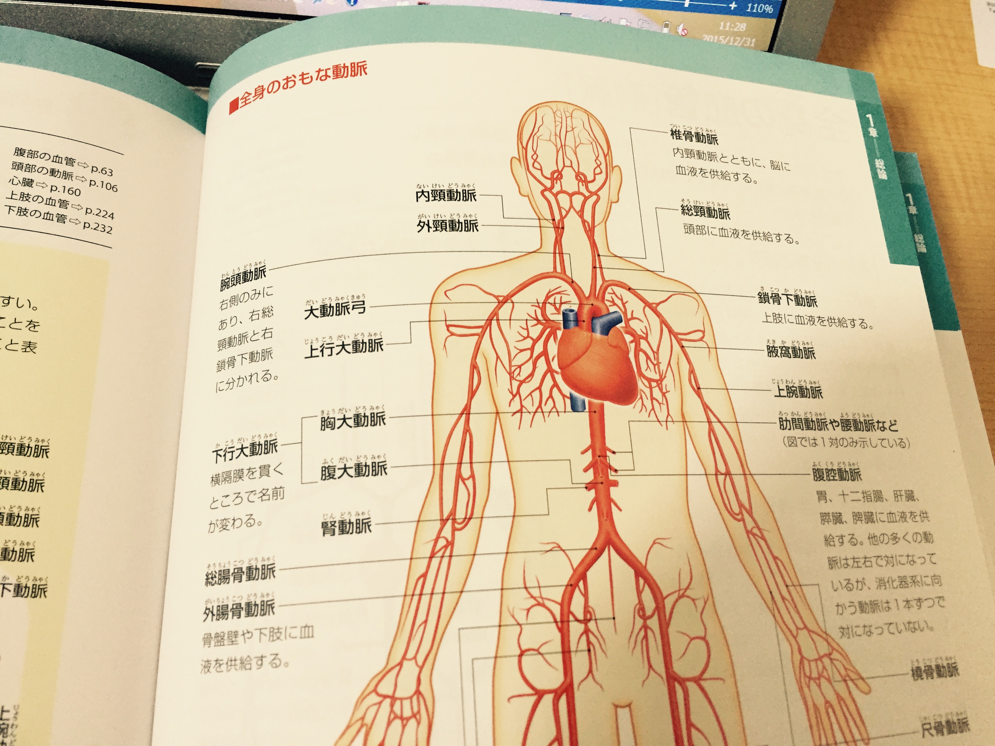 心臓を出入りする血管の太さにも 解剖実習アカデミー