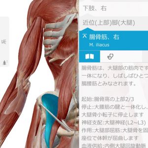 腸腰筋 解剖実習アカデミー