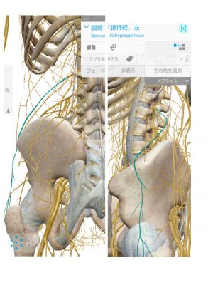 解剖実習で実際に見る 腰神経 解剖実習アカデミー
