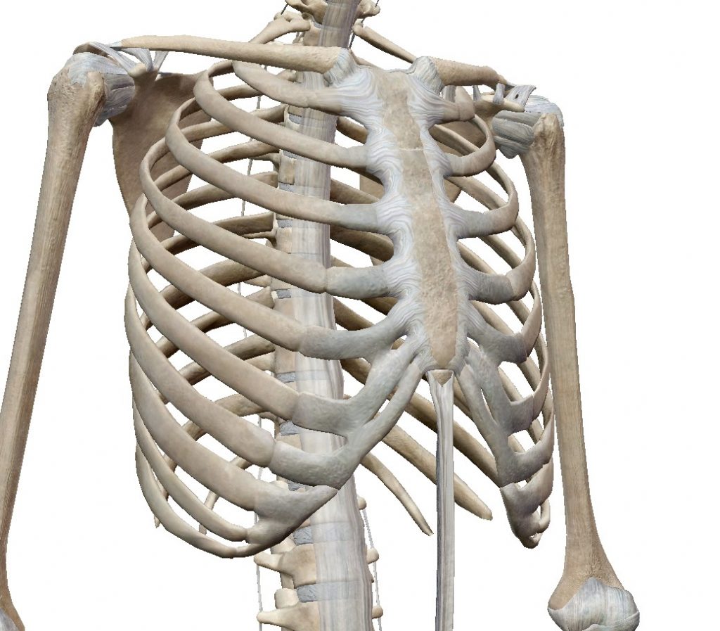 3d人体肋骨图片免抠psd透明图片素材-编号29161099-图行天下