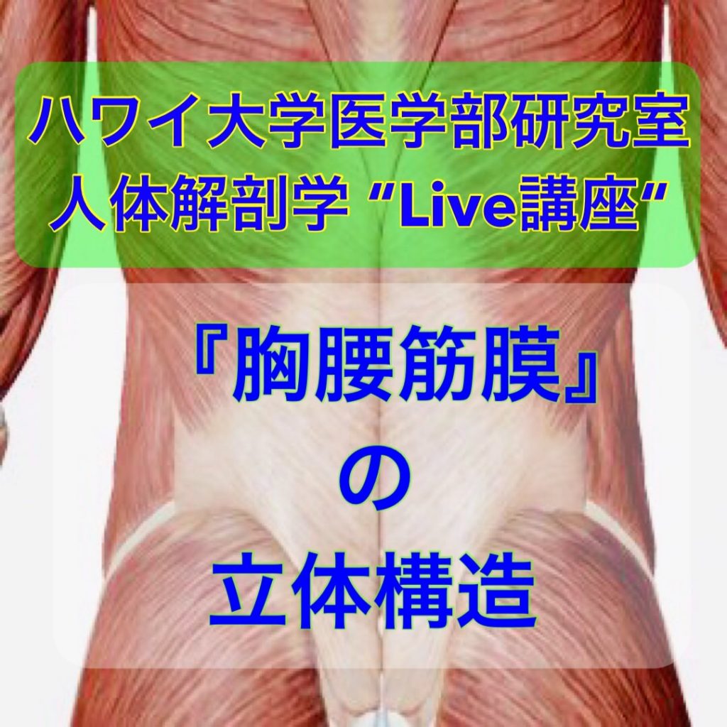 21年11月21日 日 胸腰筋膜 ハワイ大学講師による無料オンラインセミナー 大澤先生グループ 解剖実習アカデミー 21年11月21日 日 胸腰筋膜 ハワイ大学講師による無料オンラインセミナー 大澤先生グループ 解剖実習アカデミー