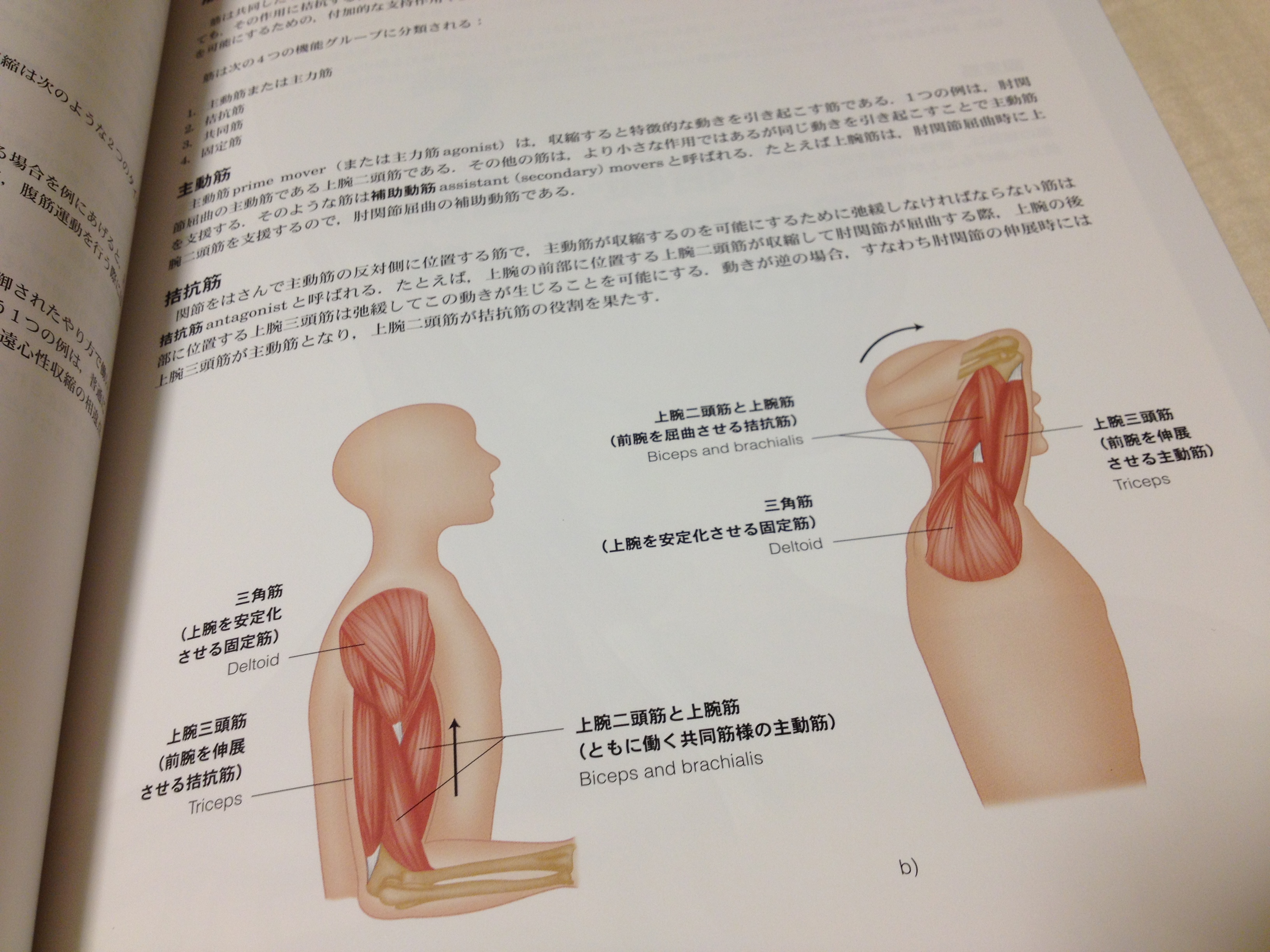 予約 裁断済 骨格筋の構造 機能と可塑性 理学療法のための筋機能学